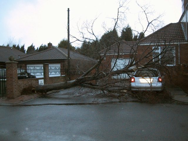 A tree has fallen on a car in Chilton, Co Durham. Gale Damage and severe weather in January 2005