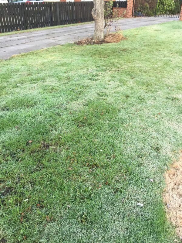 Ground frost Oct 18th 2018