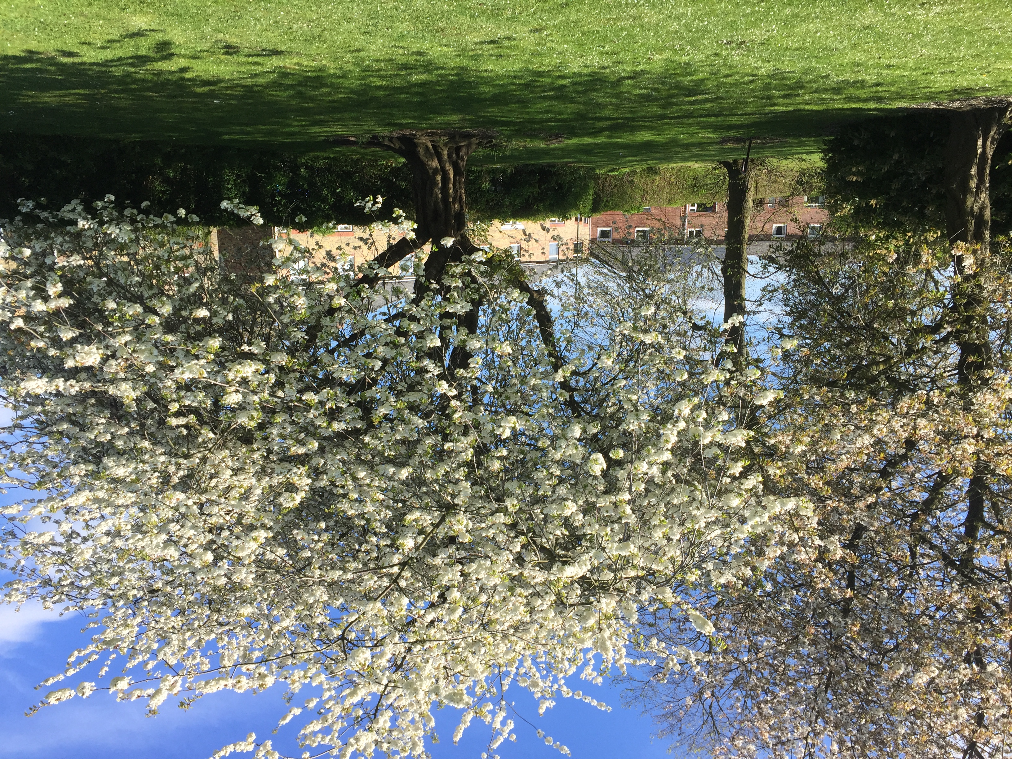 tree in blossom, the moorlands, durham april 2019