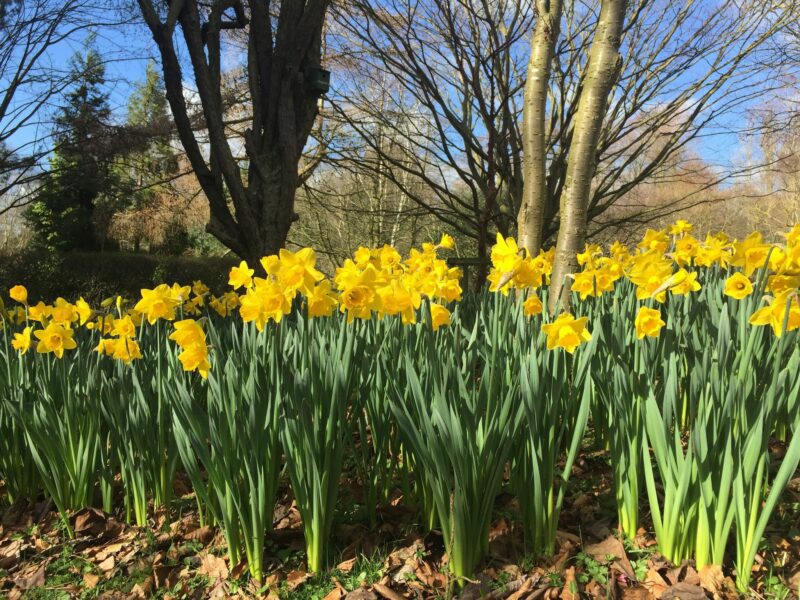 beautiful daffodils at durham botanic garden 11th march 2019