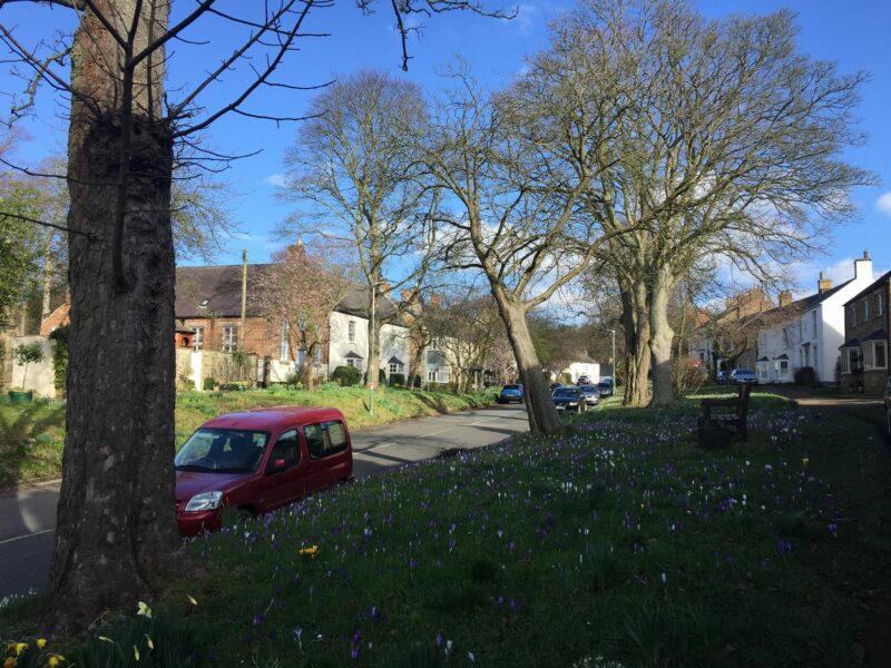 daffodils at shincliffe village 11th march 2019