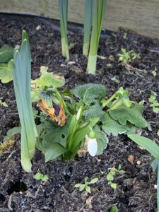 Our first Snowdrop January 23rd 2021