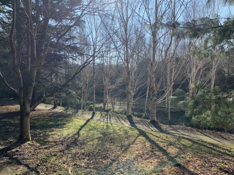 Bright sunshine in Durham Botanical Gardens March 2022