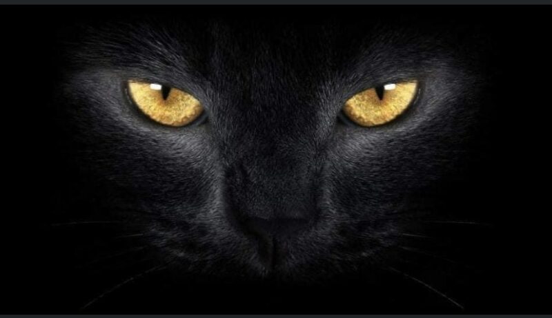 Black cats eyes