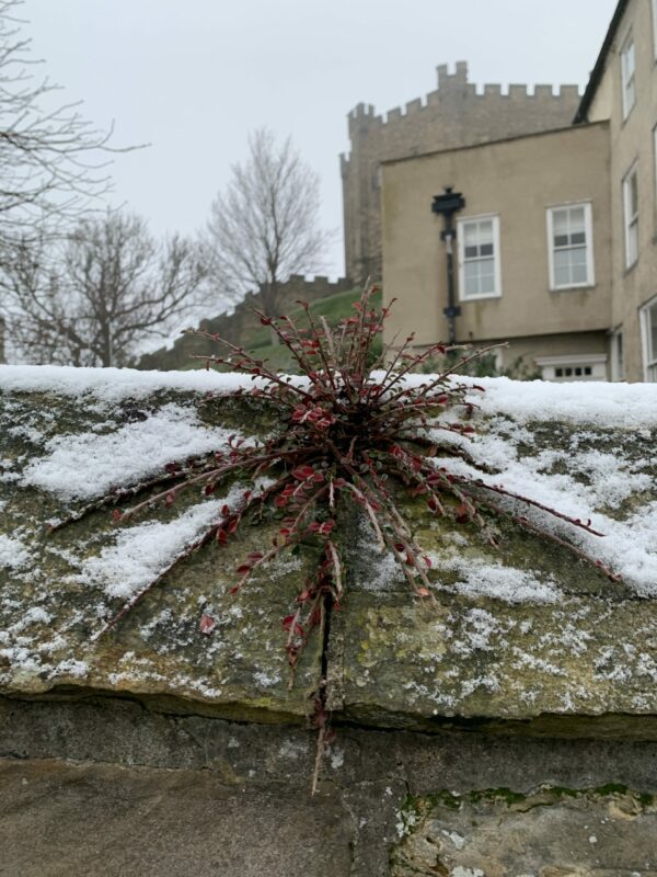 Plant growing on the wall on Palace Green with Durham Castle in the background