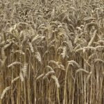 Crops in the field, July 2025